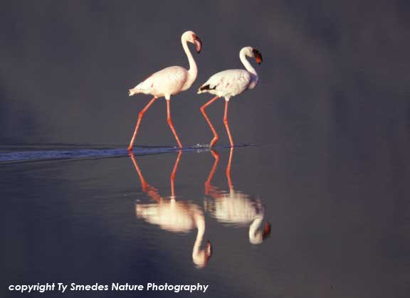 Lesser Flamingos, Lake Magadi, Ngorongoro Crater, Tanzania