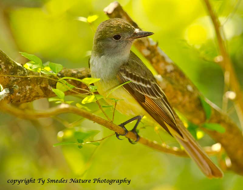 Great-crested Flycatcher