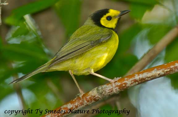 Hooded Warbler - male