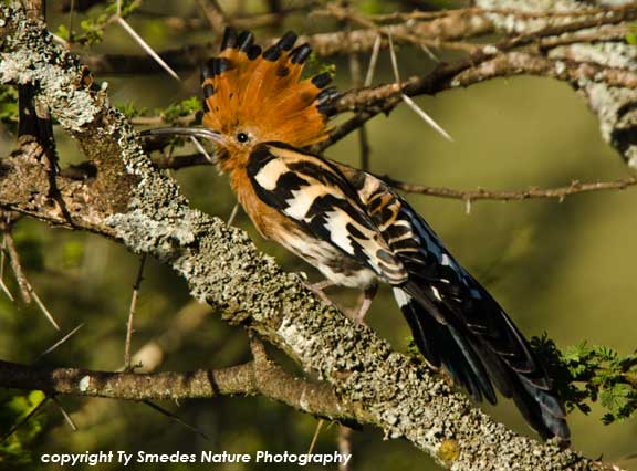 African Hoopoe, Serengeti National Park, Tanzania