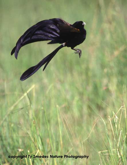 Displaying Jackson's Widowbird, Masai Mara, Kenya