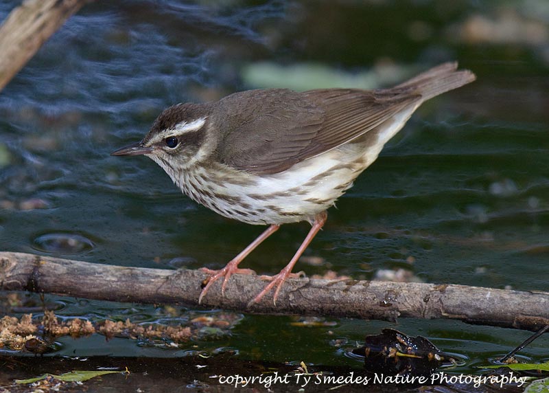 Louisiana Waterthrush