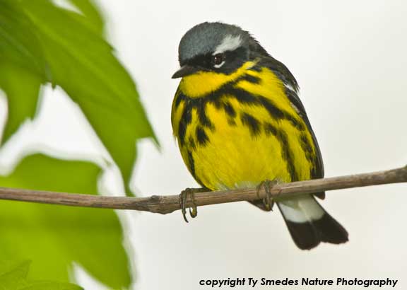 Magnolia Warbler