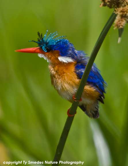 Displaying Malachite Kingfisher, Amboseli National Park, Kenya