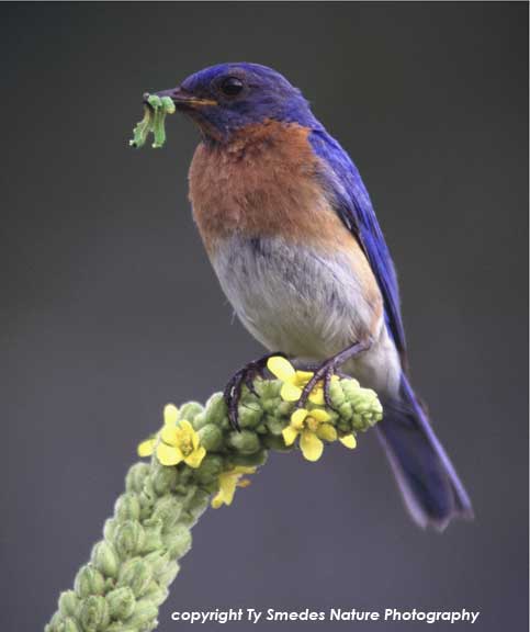 Male Eastern Bluebird