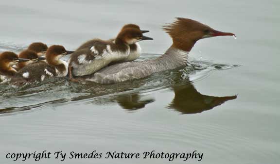 Common Merganser hen with ducklings on her back