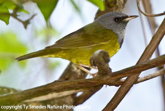 Mourning Warbler (male)