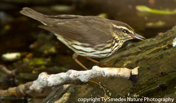 Northern Waterthrush