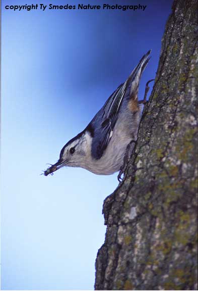 White-Breasted Nuthatch with bug