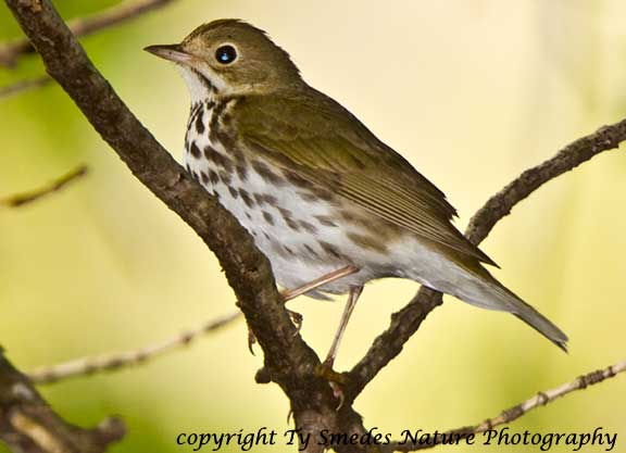 Ovenbird