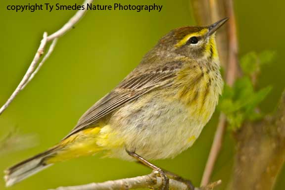 Palm Warbler - male