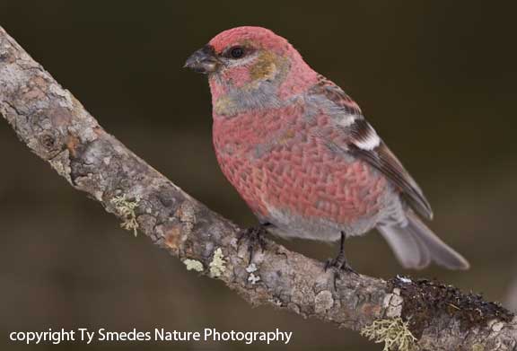 Male Pine Grossbeak