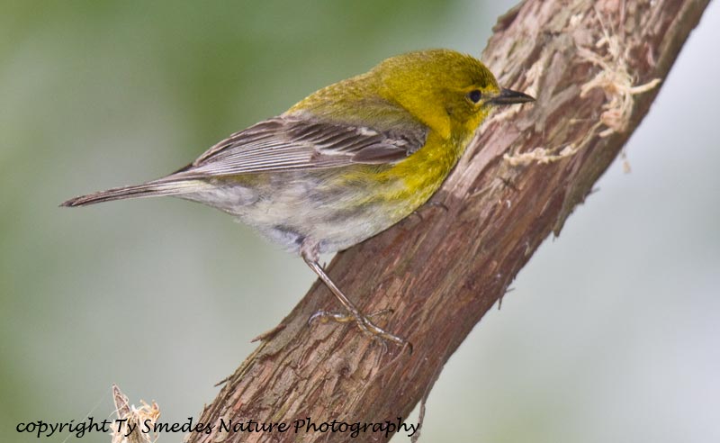 Pine Warbler