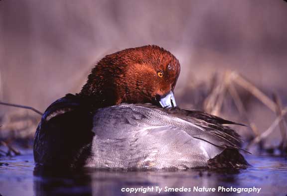 Preening Redhead Drake 