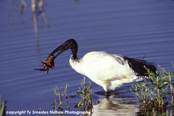 Sacred Ibis with Crawfish, Lake Naivasha, Kenya