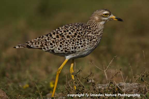 Spotted Thick-knee , Serengeti National Park, Kenya
