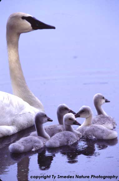 Trumpeter Swan and Cygnets