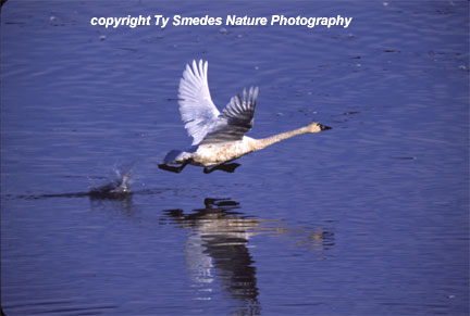 Tundra Swan