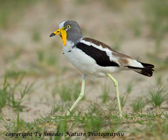Wattled Plover, Botswana