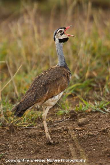 White-bellied Bustard, Amboseli National Park, Kenya