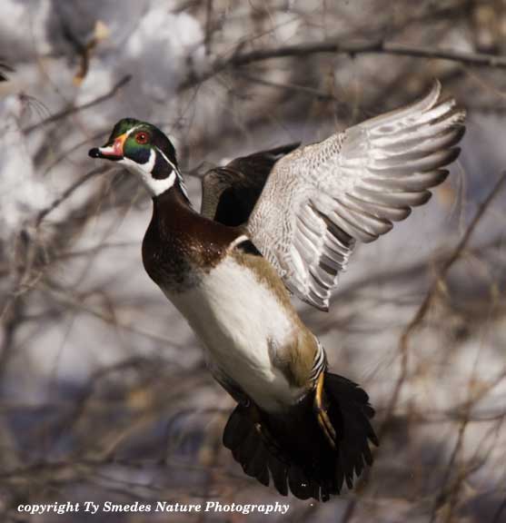 Jumping Wood Duck Drake at Beaver Bottoms Wetland, Granger Iowa