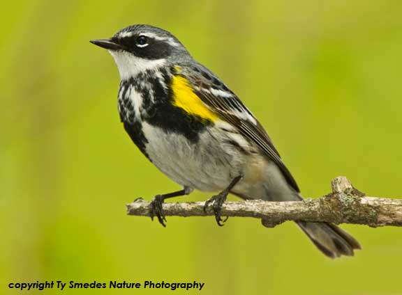 Yellow-rumped Warbler