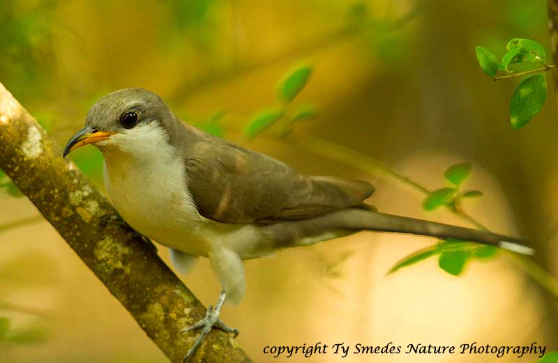 Yellow-billed Cuckoo