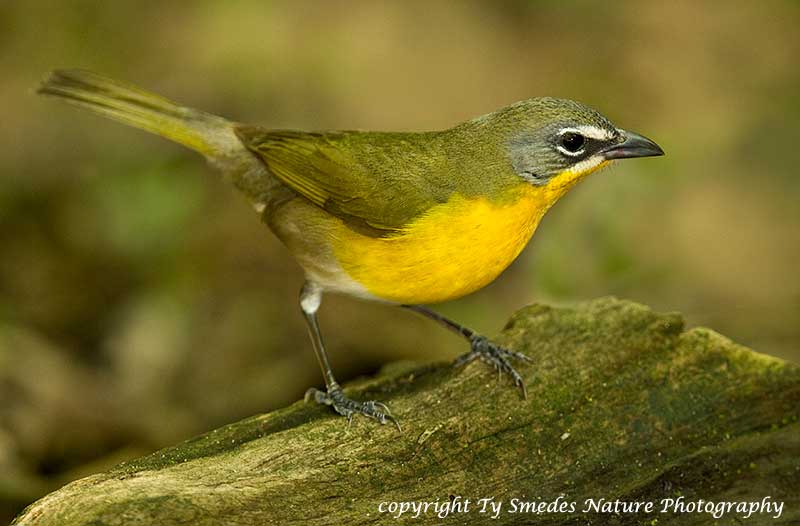 Yellow-breasted Chat