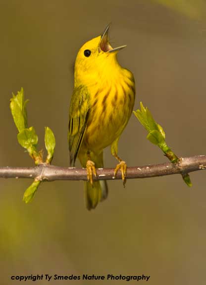 Yellow Warbler Singing