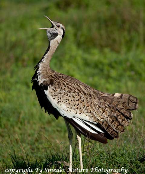 Black-bellied Bustard, Ngorongoro Crater, Tanzania