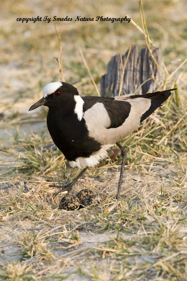 Blacksmith Plover at nest, Okvango Delta, Botswana