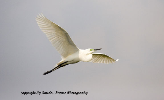 Great White Egret,Okavango Delta, Botswana