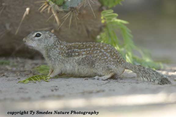 Mexican Ground Squirrel in south Texas