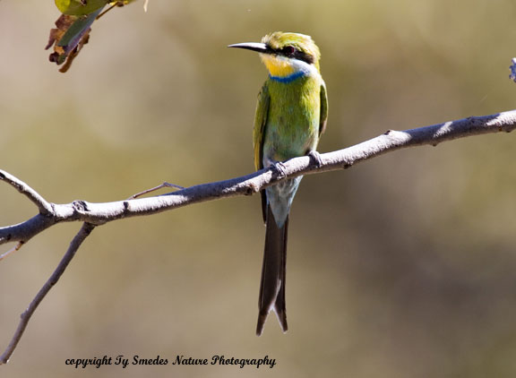 Swallow-tailed Bee Eater, Chobe National Park, Botswana