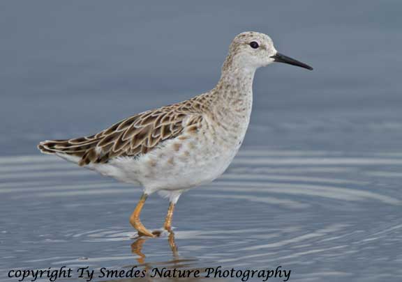 Unidentified Shorebird at Lake Masek, Serengeti, Tanzania