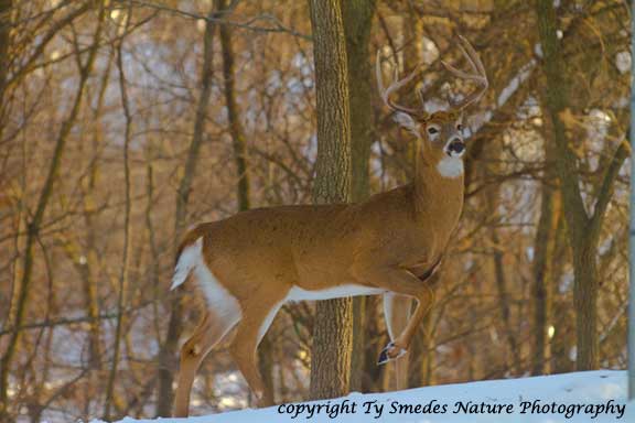 9pt Whitetail Buck in snow