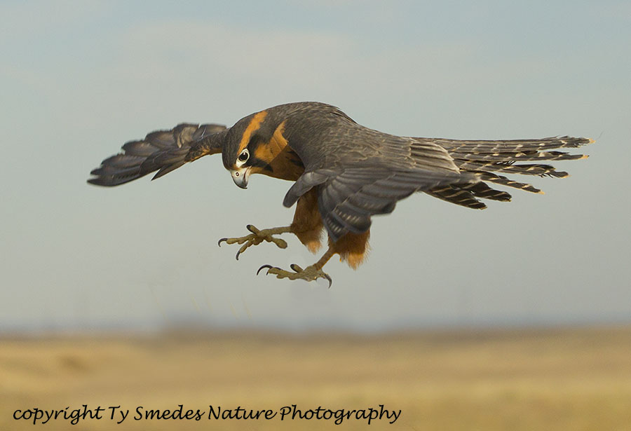 Aplomodo Falcon hovering above prey