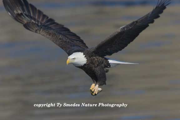 Bald Eagle with Gizzard Shad along Des Moines River