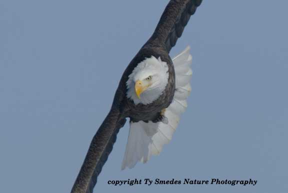 Swooping Bald Eagle