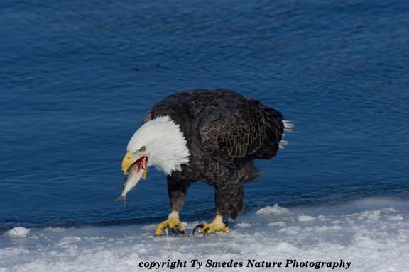 Bald Eagle Eating Gizzard Shad