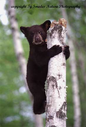 Black Bear Cub at Top of Dead Snag