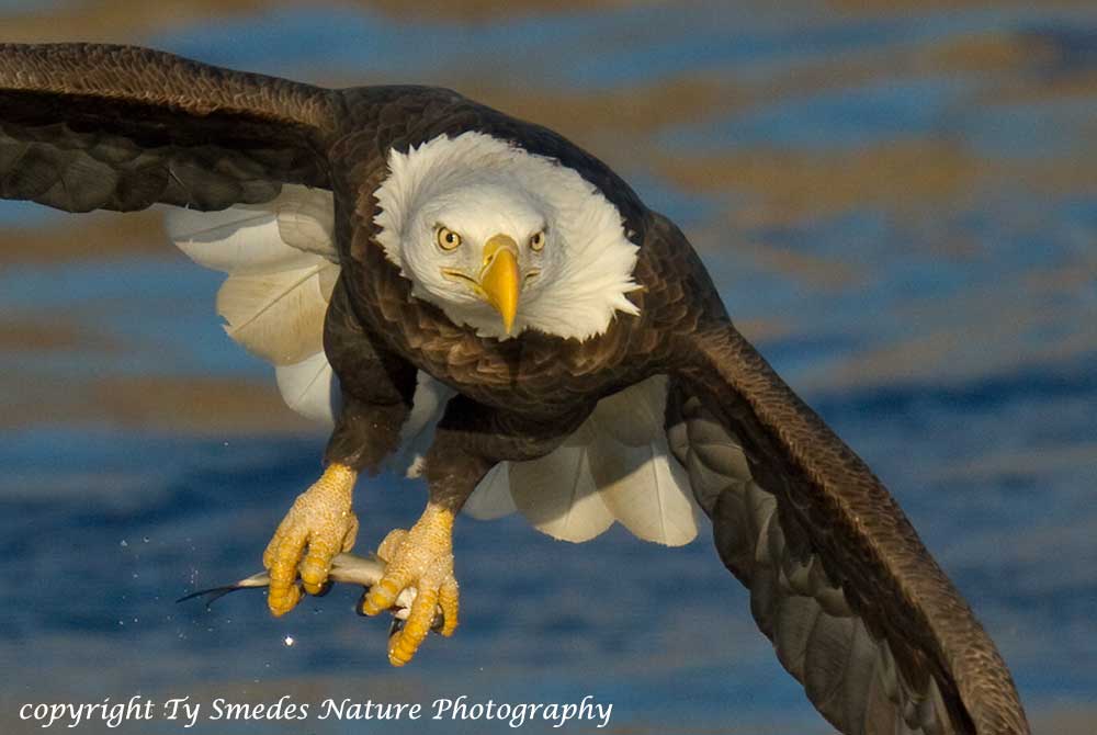 Bald Eagle with Gizzard Shad