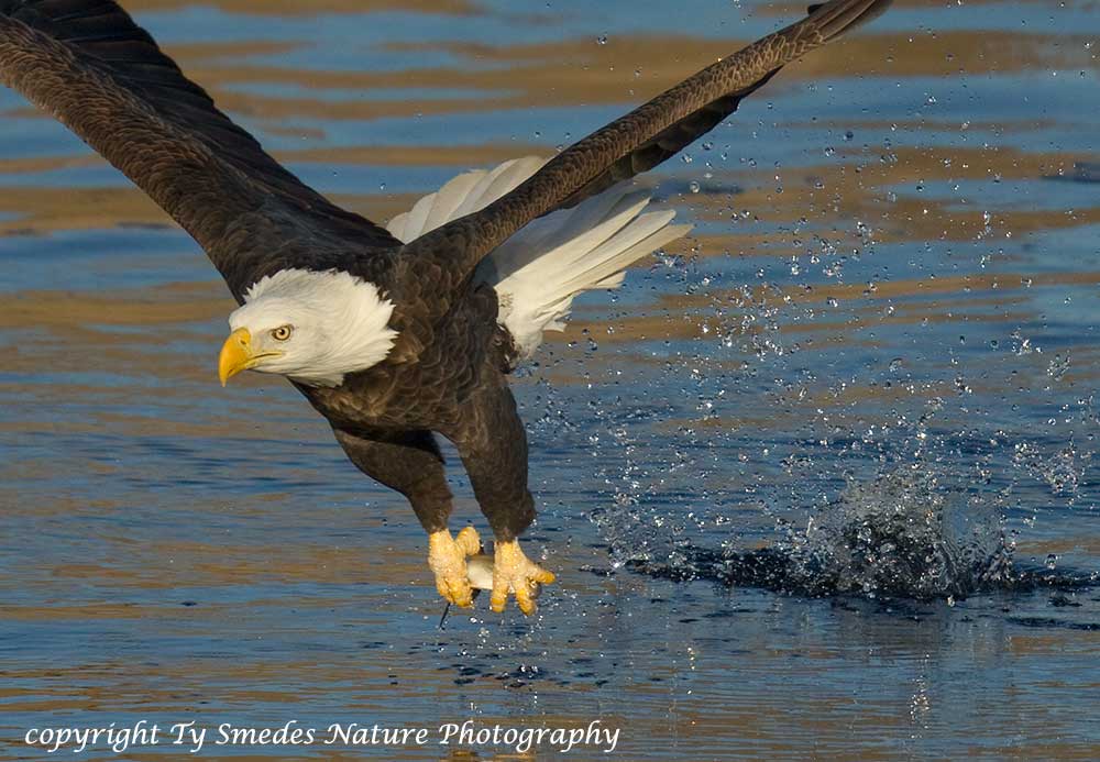 Bald Eagle with Gizzard Shad