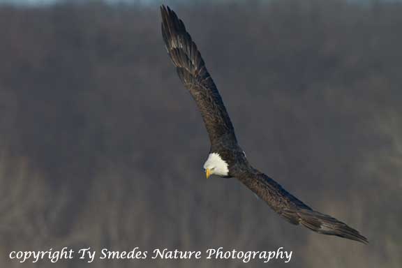 Bald Eagle fishing over the Des Moines River