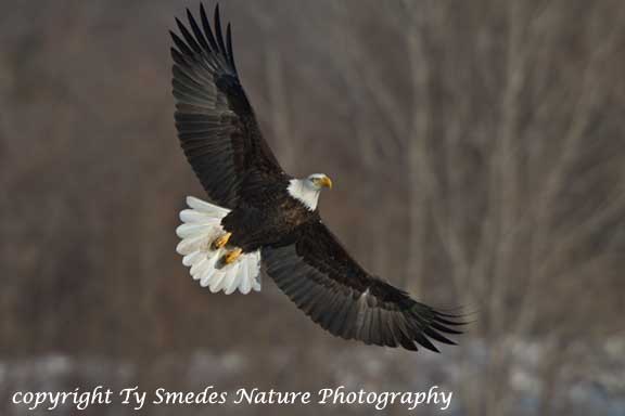 Bald Eagle soaring over the Des Moines River