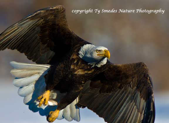 Bald Eagle with gizzard shad, along the Des Moines River