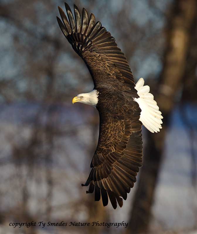 Bald Eagle Banking - Des Moines River