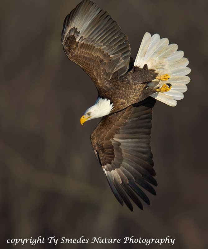 Bald Eagle Diving for Fish