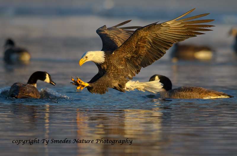 Bald Eagle Fishing - Des Moines River