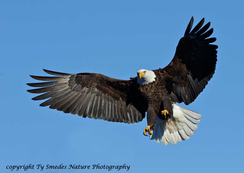Bald Eagle Landing  - Des Moines River
